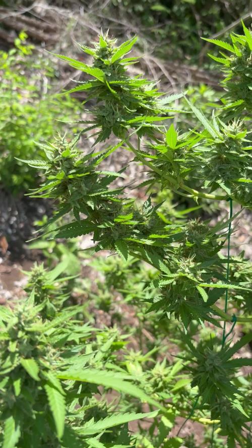 Skunk 5/22/25