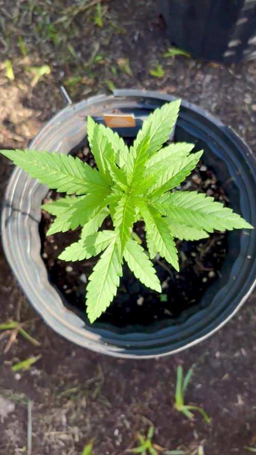 Blue Dream 8/25/25
