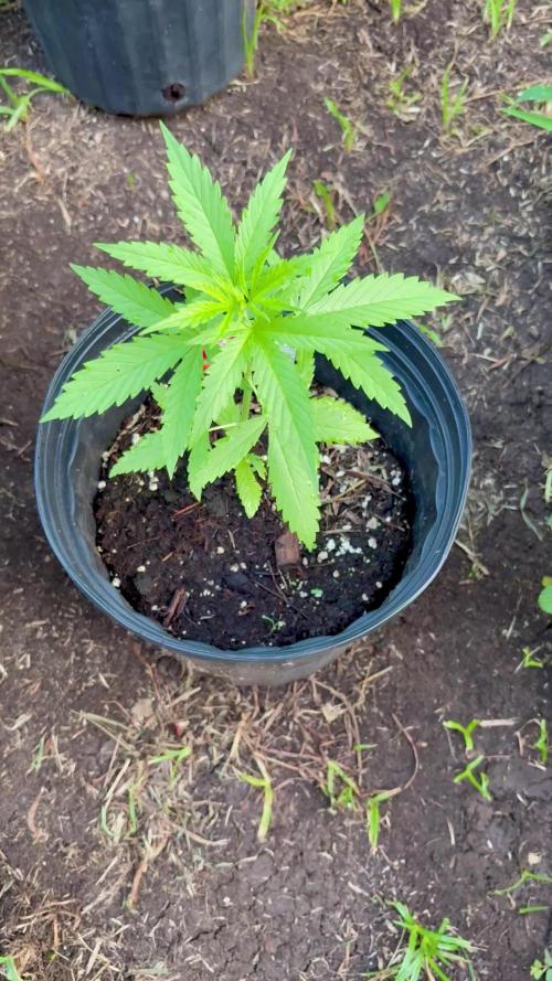 Cherry Pie 8/28/25