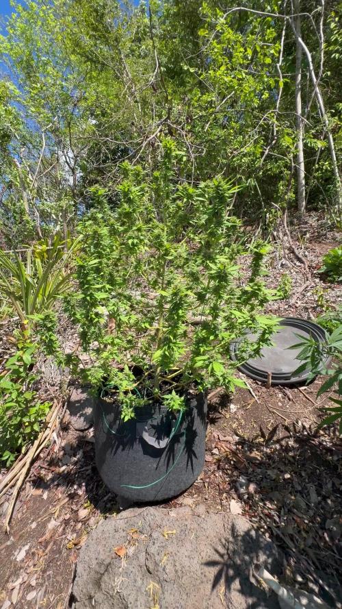 Skunk 5/22/25