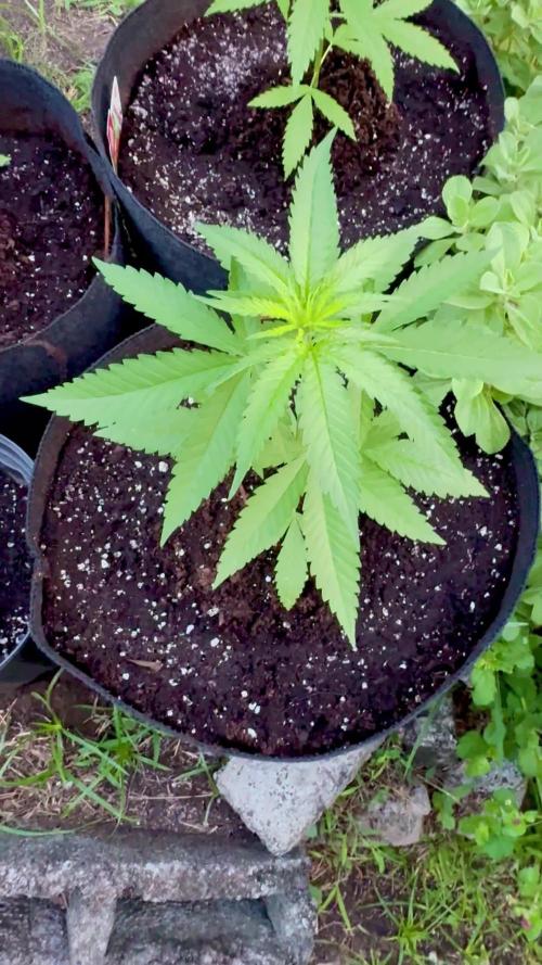 Blue Dream 8/25/25