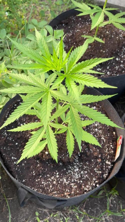 Cherry Pie 8/28/25