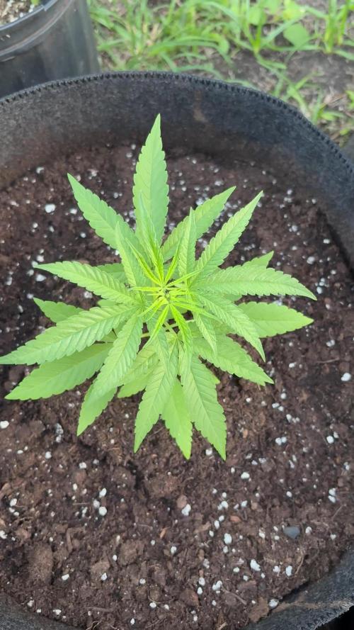 Silver Haze 5/28/25