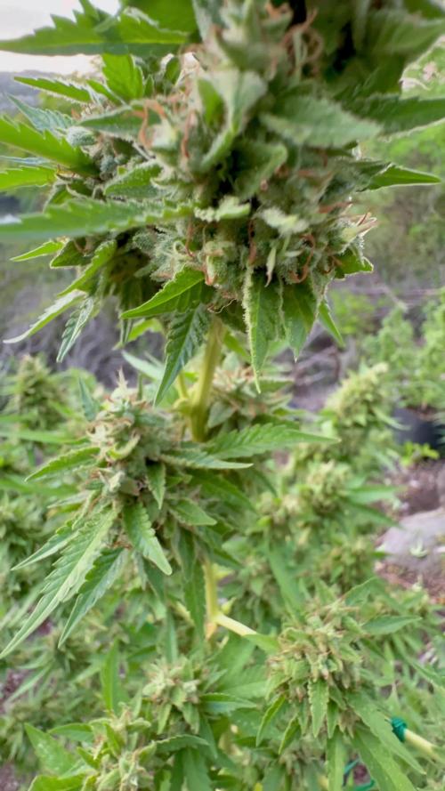 Skunk 5/22/25