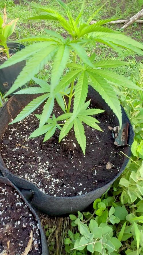 Silver Haze 5/28/25