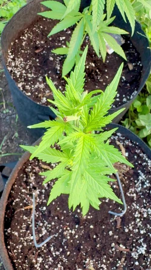 Cherry Pie 8/28/25