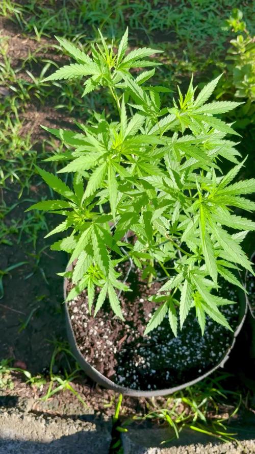Cherry Pie 8/28/25