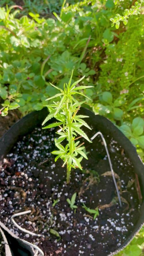 Silver Haze 5/28/25