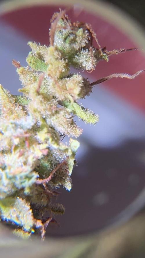 Skunk 5/22/25