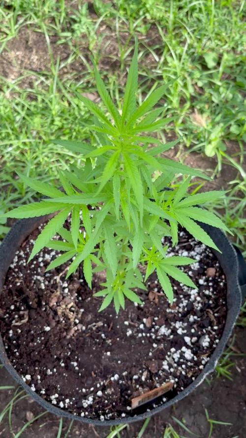 Silver Haze 5/28/25