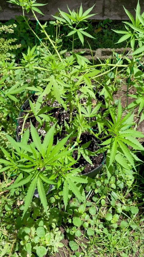 Cherry Pie 8/28/25