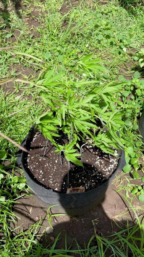 Silver Haze 5/28/25