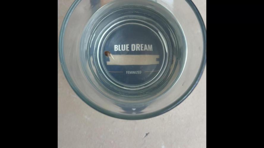 Blue Dream 10/22/25
