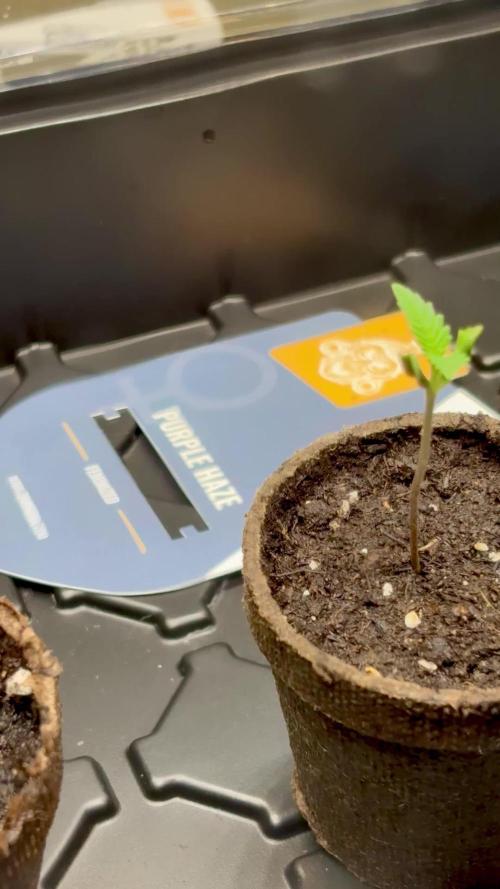 Purple Haze 10/27/25