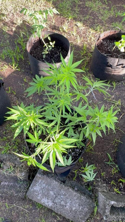 Silver Haze 8/28/25