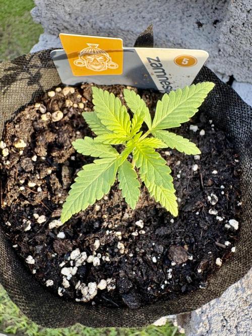 Purple Haze 10/27/25. Week 1