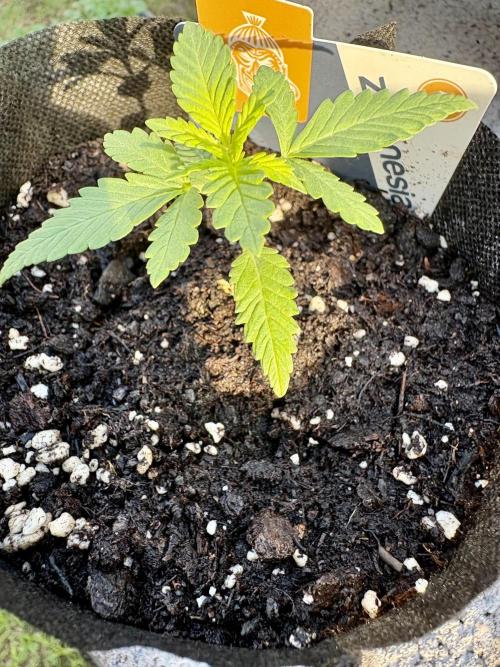 Purple Haze 10/27/25. Week 1