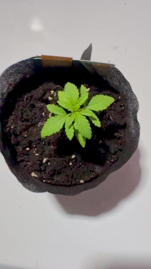 Purple Haze 10/27/25