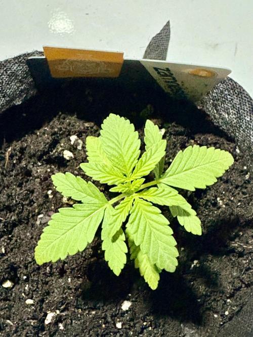 Purple Haze 10/27/25. Week 1