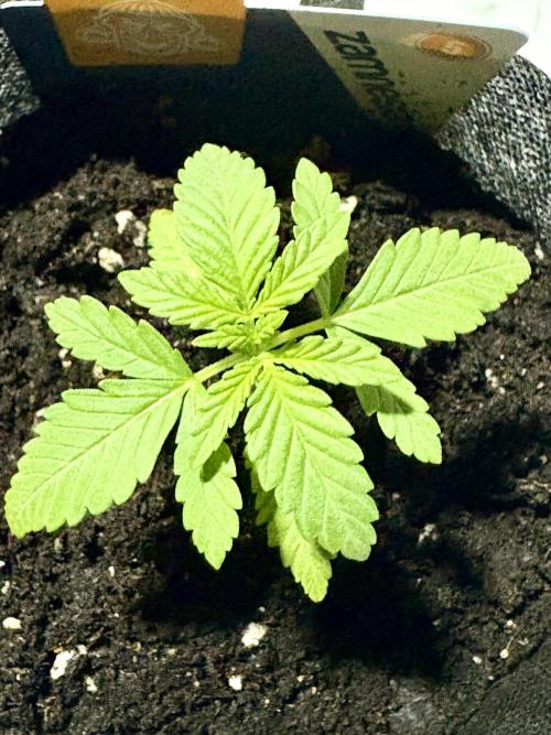 Purple Haze 10/27/25. Week 1