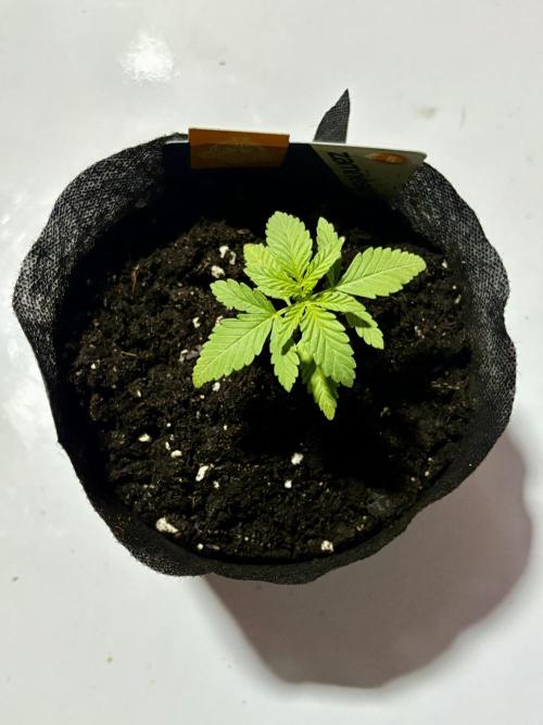 Purple Haze 10/27/25. Week 1