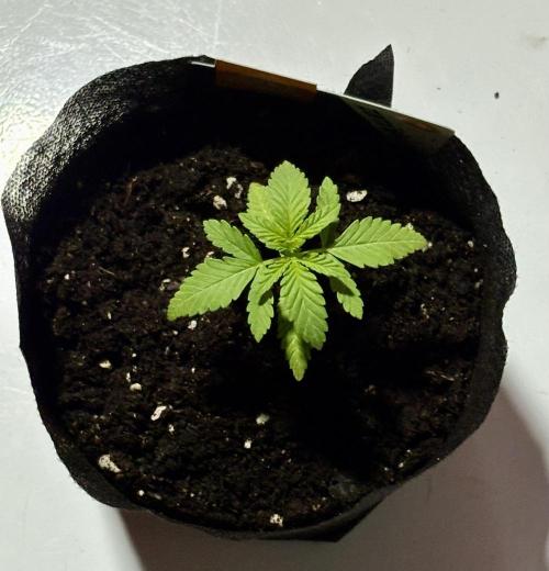 Purple Haze 10/27/25. Week 1