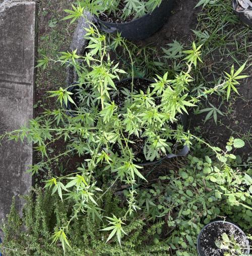 Cherry Pie 8/28/25. Week 9