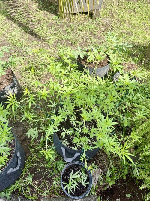 Cherry Pie 8/28/25. Week 9