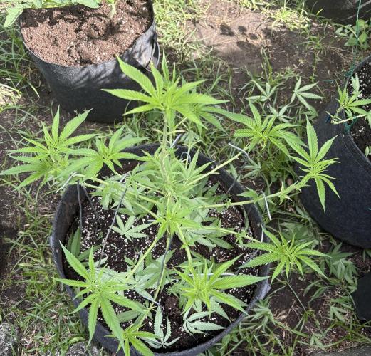 Silver Haze 8/28/25. Week 9