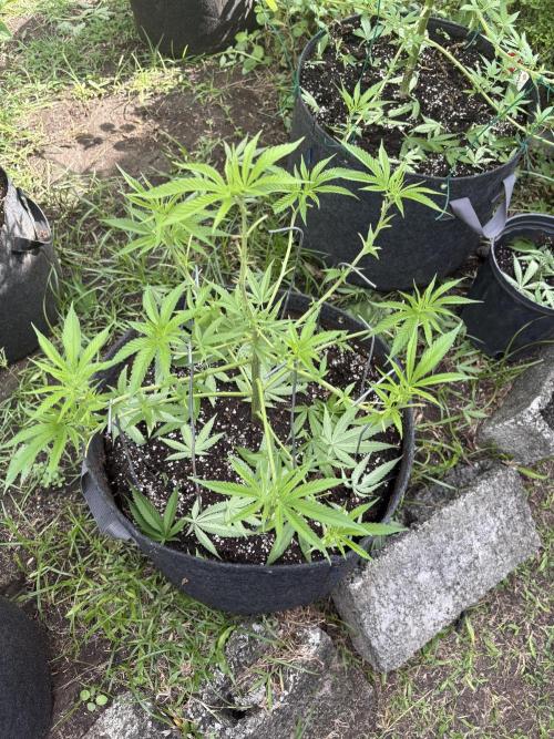 Silver Haze 8/28/25. Week 9