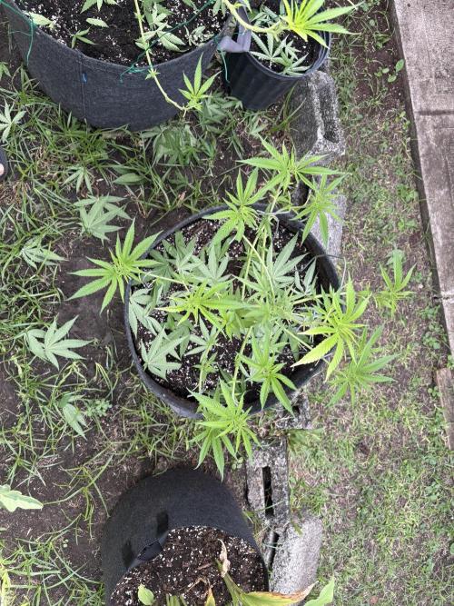 Silver Haze 8/28/25. Week 9