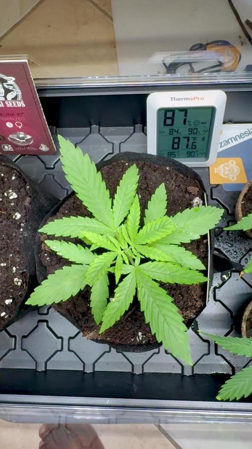 Purple Haze 10/27/25