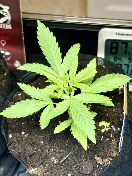 Purple Haze 10/27/25. Week 2