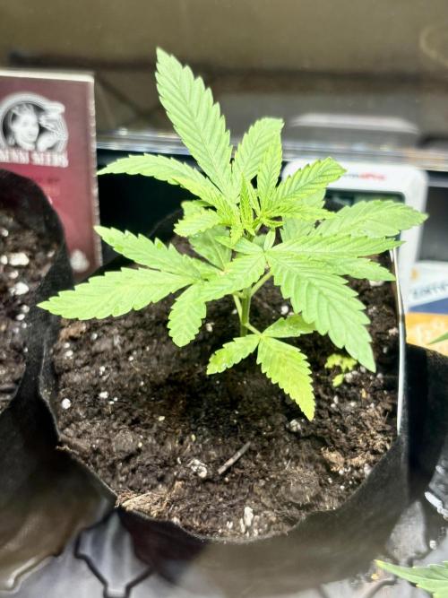 Purple Haze 10/27/25. Week 2