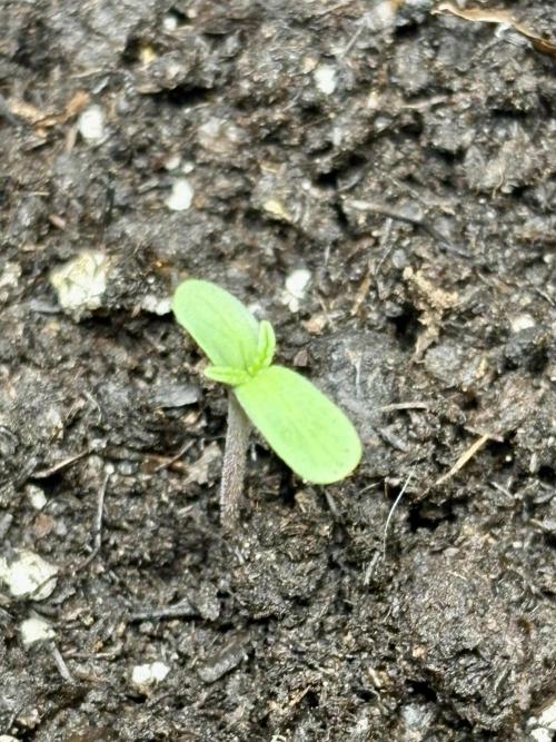 Skunk #1  11/13/25. Week 0