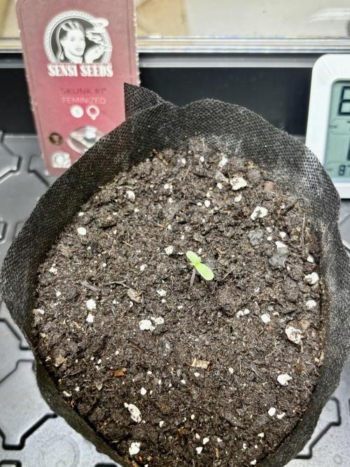 Skunk #1  11/13/25. Week 0