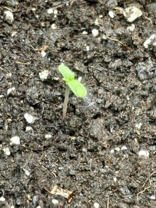 Skunk #1  11/13/25. Week 0