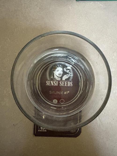 Skunk #1  11/13/25. Week 0