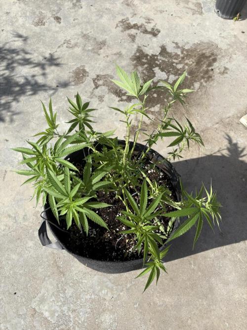 Silver Haze 8/28/25. Week 10