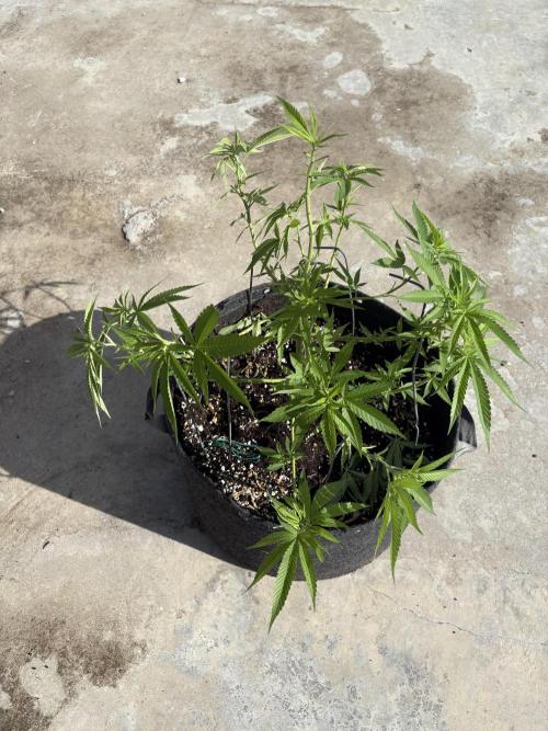 Silver Haze 8/28/25. Week 10