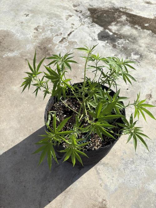 Silver Haze 8/28/25. Week 10