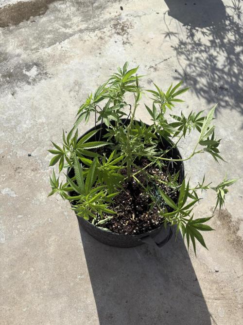 Silver Haze 8/28/25. Week 10