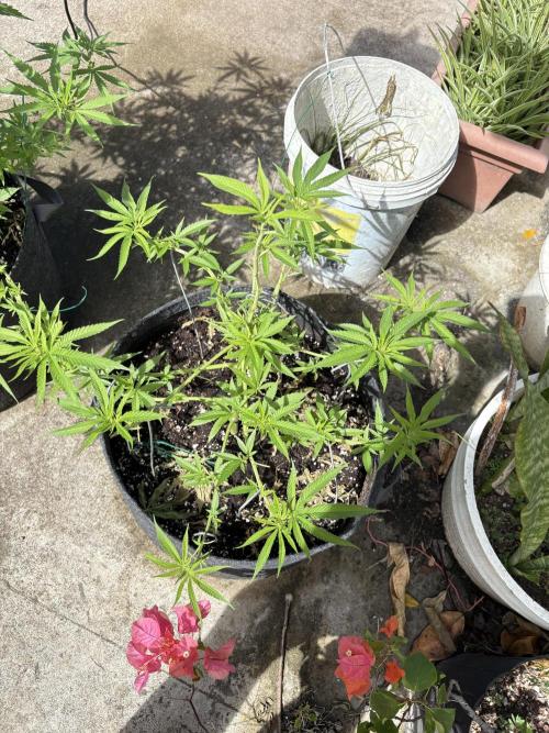 Silver Haze 8/28/25. Week 10