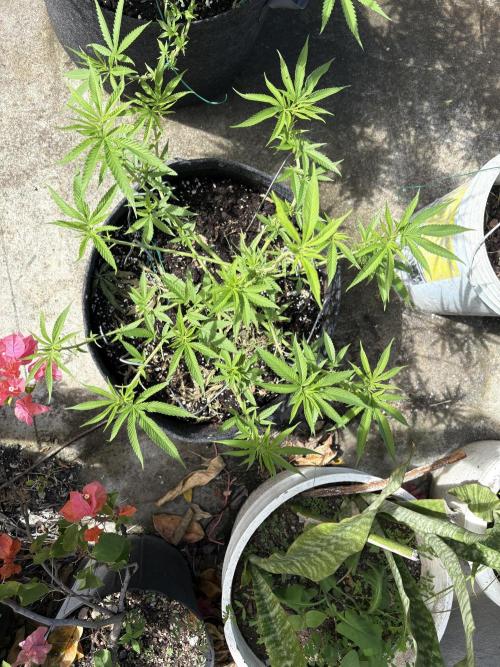 Silver Haze 8/28/25. Week 10