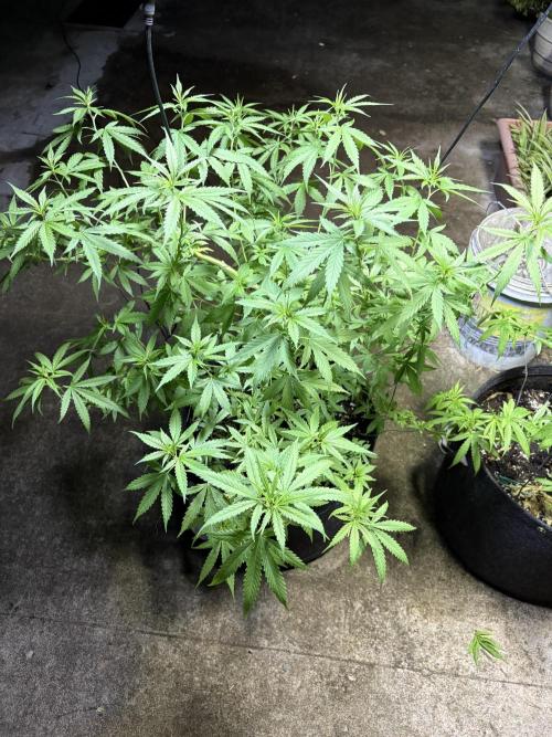 Cherry Pie 8/28/25. Week 10