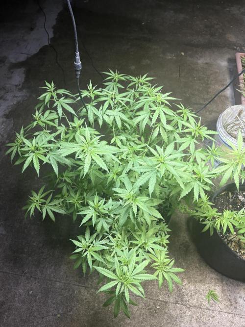 Cherry Pie 8/28/25. Week 10