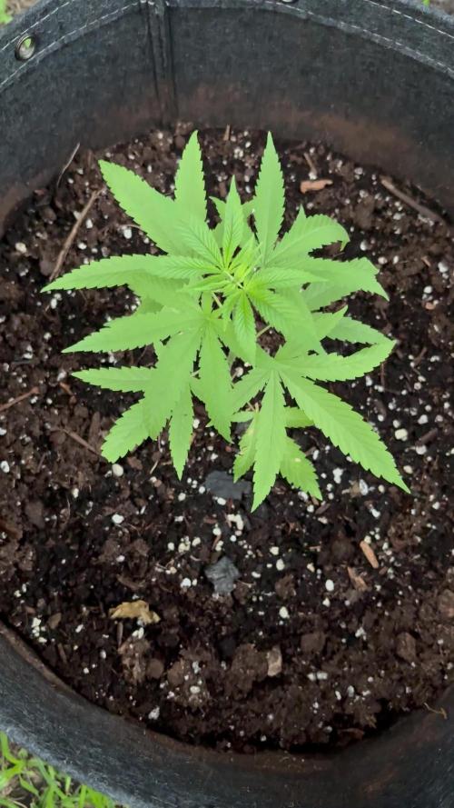 Purple Haze 10/27/25