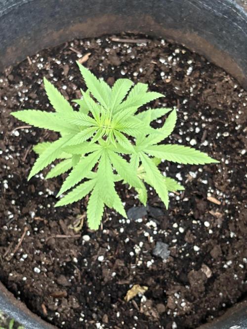 Purple Haze 10/27/25. Week 3