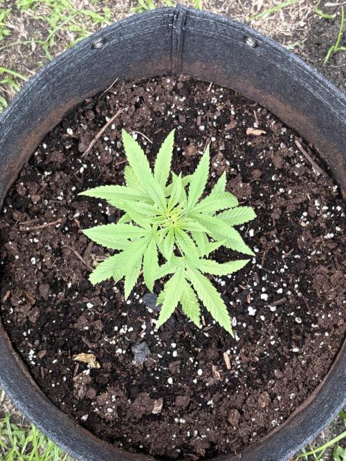 Purple Haze 10/27/25. Week 3