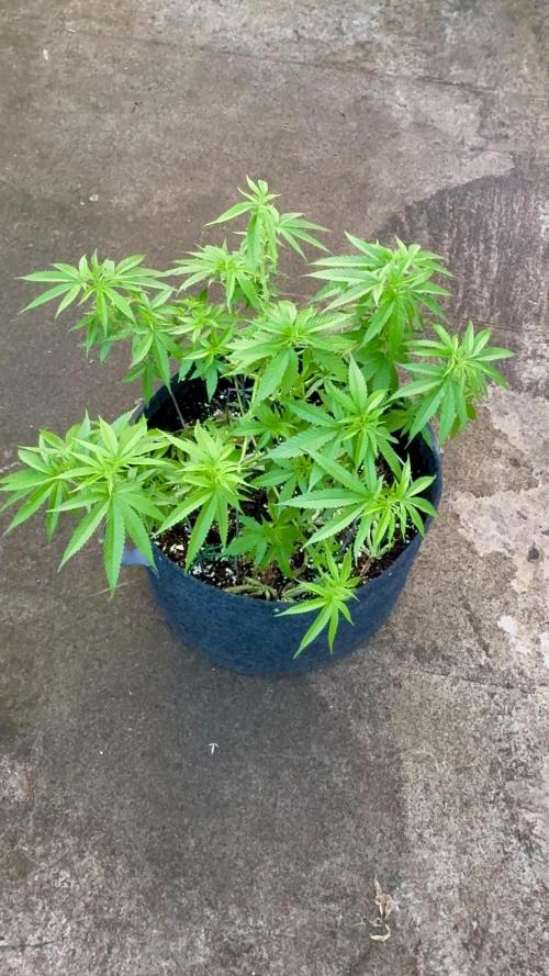 Silver Haze 8/28/25